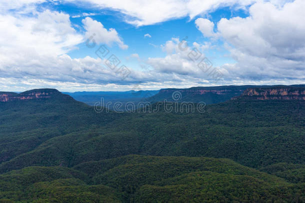 澳大利亚蓝山国家公园桉树林
