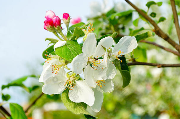 春季苹果花的特写-春季花卉背景