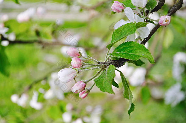 柔和阳光下的苹果花蕾春天绽放-柔和柔和色调的自然春天花朵背景