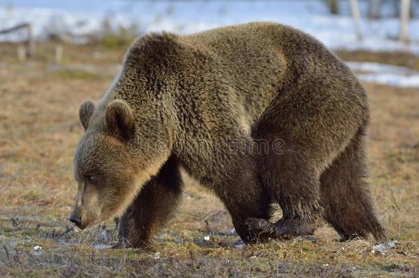 春季森林中的棕熊(Ursusarctos。