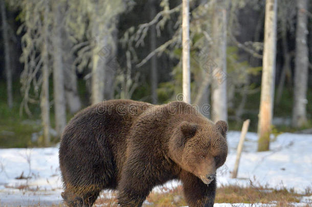春季森林中的棕熊(Ursusarctos。