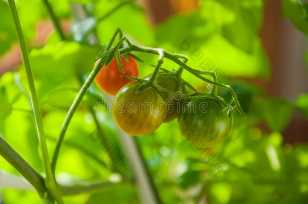 樱桃番茄在植物藤蔓上生长的不同阶段。