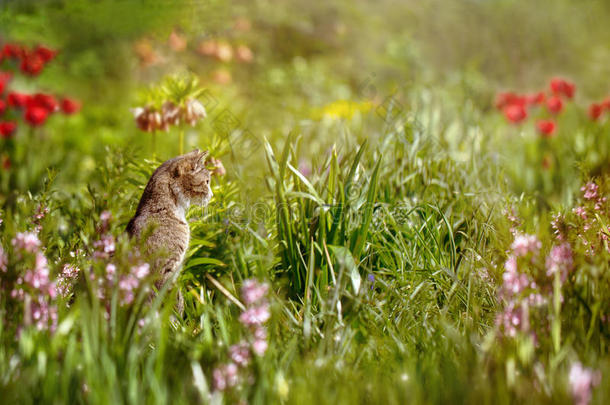 花坛里的猫在老鼠身上打猎。