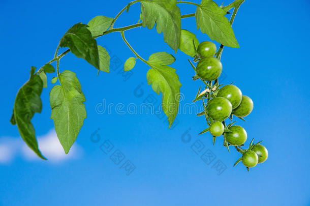 未成熟的樱桃番茄在蓝天上的枝条。