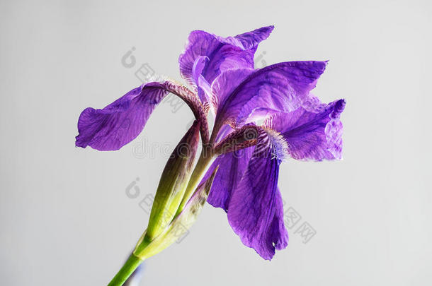 美丽的春天花朵开放的花瓣。 紫色的虹膜绽放。 盛开的花朵