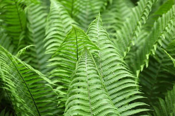 生物学植物学的植物学蕨类植物植物区系