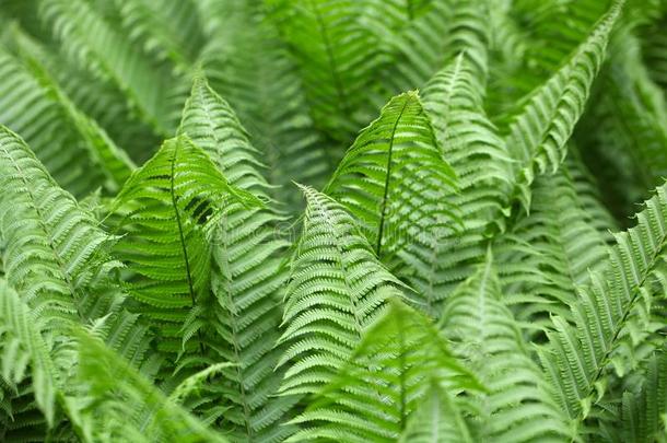 生物学植物学的植物学蕨类植物植物区系