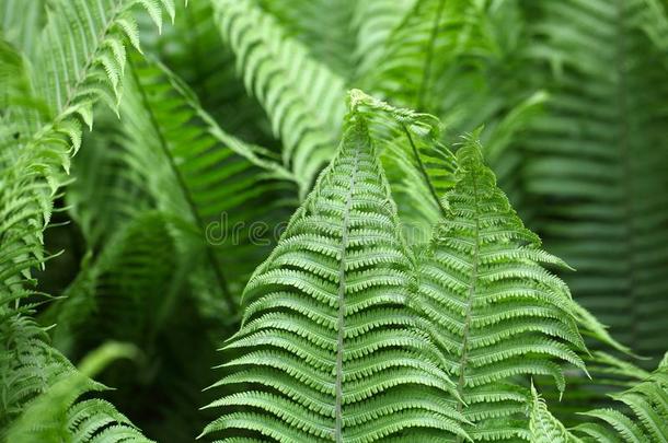 生物学植物学的植物学蕨类植物植物区系