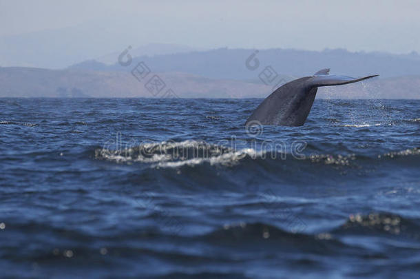 蓝鲸侥幸
