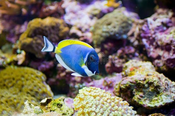 刺五加动物水族馆水生的<strong>背景</strong>