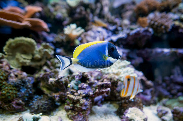 刺五加动物水族馆水生的<strong>背景</strong>