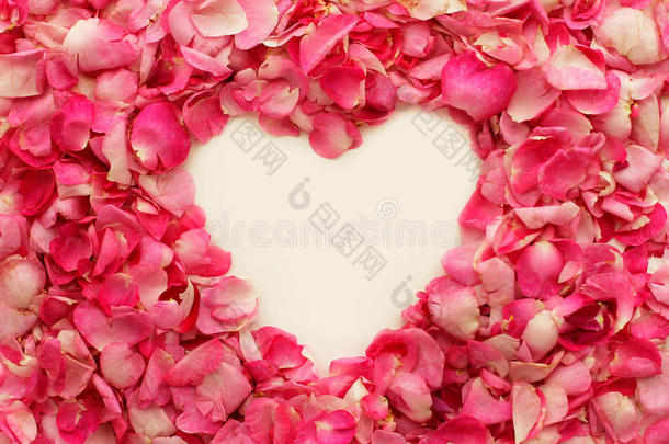 情人节粉红色玫瑰花瓣的框架