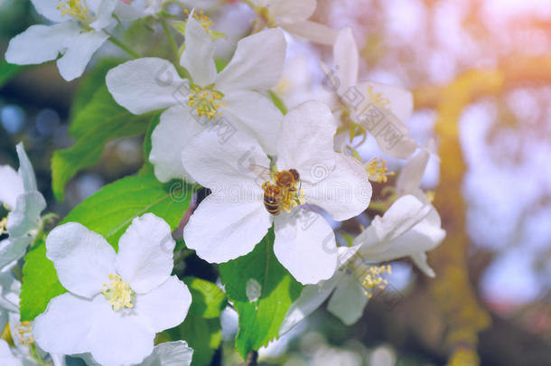 春季苹果花的特写-春季花卉背景