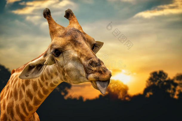 <strong>长</strong>颈鹿的肖像显示<strong>舌头</strong>和橙色的天空背景。