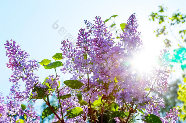 紫丁香迎着灿烂的阳光灿烂的阳光模糊了焦点
