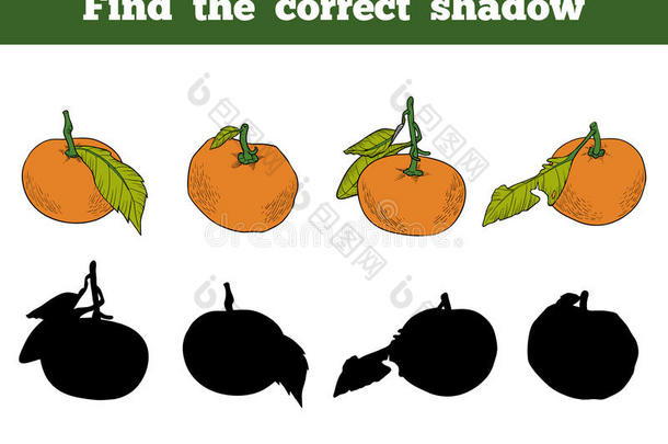 找到正确的影子。 橙色水果的矢量颜色集