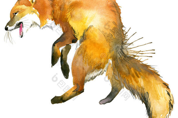 狐狸。 猎狐。 可爱的狐狸。 水彩狐狸插图。