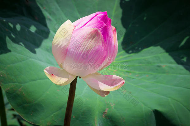 池塘上盛开的粉红荷花或睡莲花