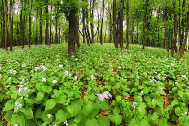 绿色森林上的花朵-360全景
