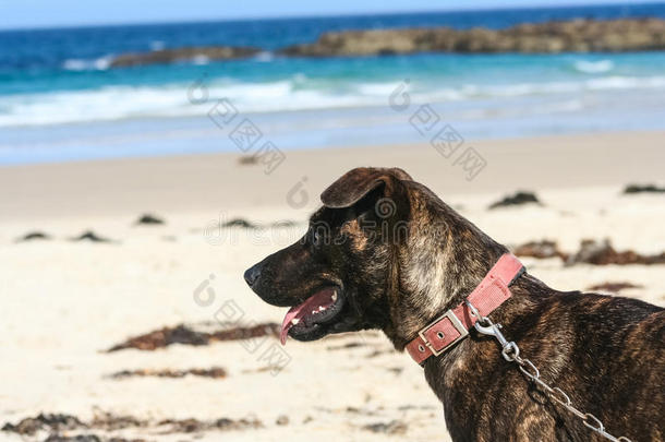 狗在白色的沙滩上看着海洋