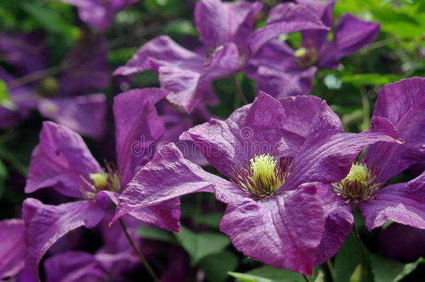 深紫色的铁线莲花。 暑期背景