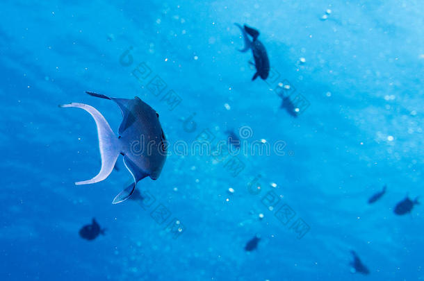 蓝色触发鱼在马尔代夫蓝色海洋水下景观