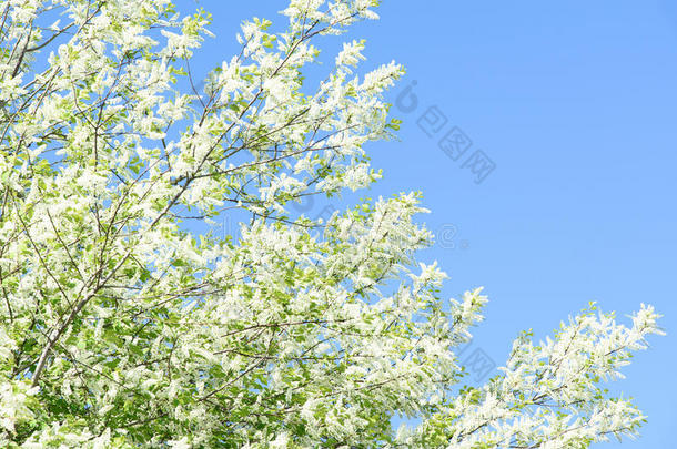 白花树