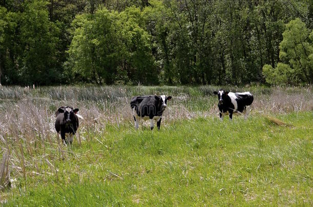 奶牛：三头奶牛站在一片沼泽地里