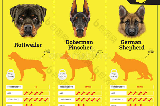 狗从德国繁殖狗品种的信息图表类型