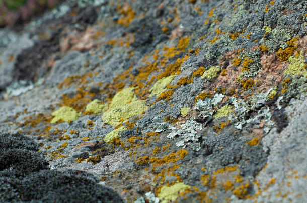 花岗岩石材与不同类型的地衣和苔藓接近
