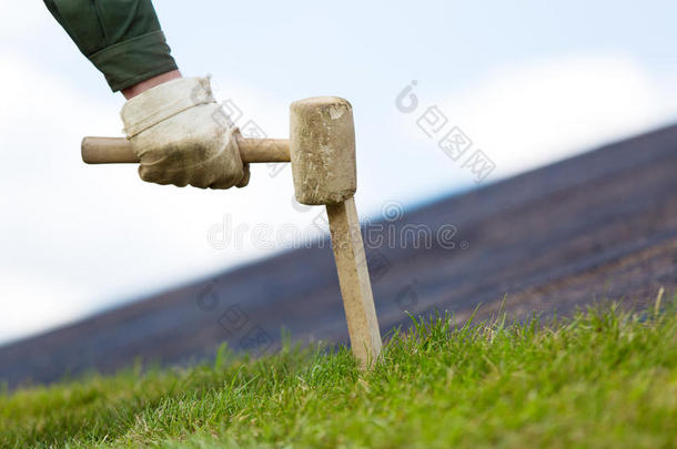 用木棍将<strong>滚过</strong>的草皮草皮固定在土壤上