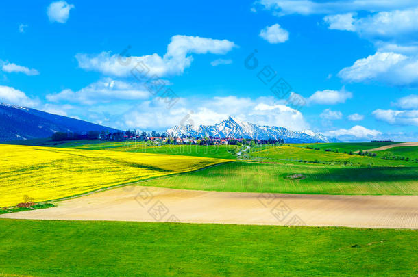 美丽的景观绿色和黄色的草地田野和雪山和村