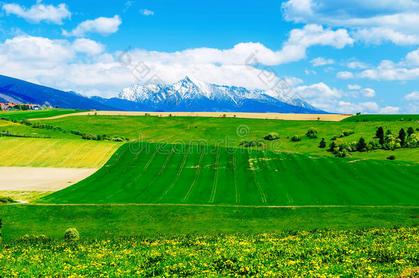 美丽的景观绿色和黄色的草地田野和雪山和村