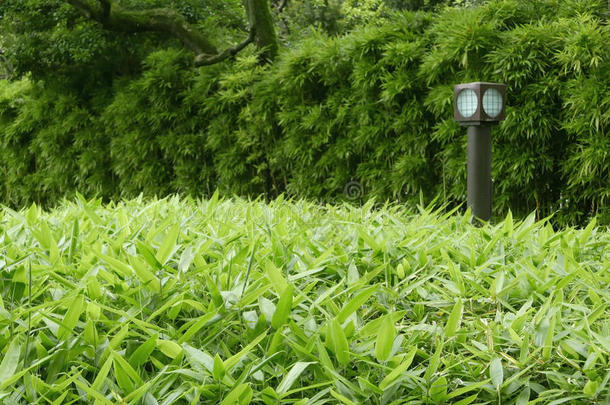 绿色植物，竹树和日本传统<strong>落地灯</strong>
