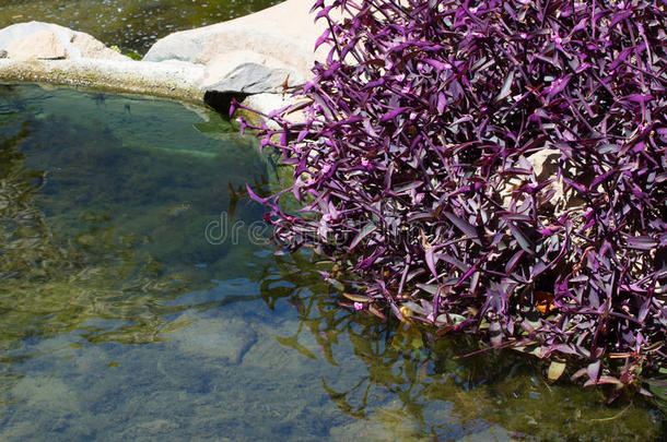 入侵紫色植物簇。 帕利达贸易公司在河边