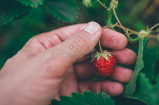 农民采摘新鲜的有机自家种植的草莓