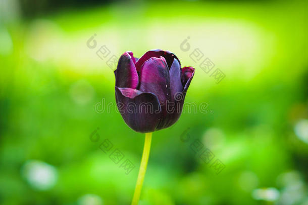 绿色背景上的<strong>深</strong>紫色黑色郁金香。