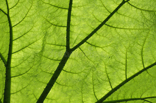 背光巨型<strong>炮</strong>纳植物叶片