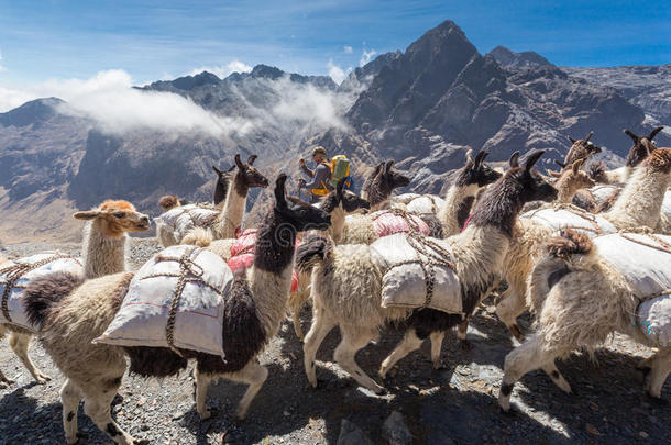 羊驼美国背包客玻利维亚运送