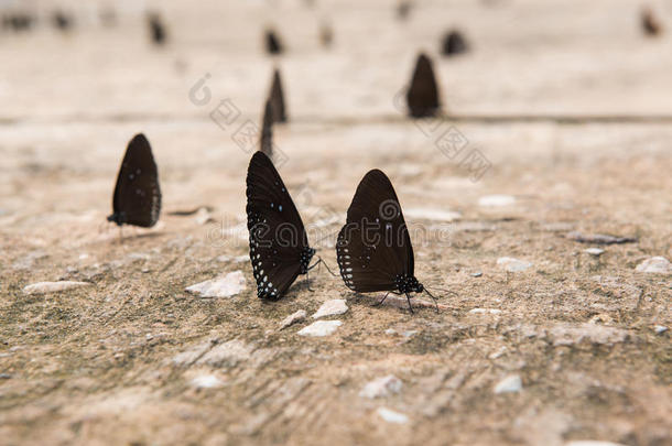 蝴蝶群在地上美丽的蝴蝶，五颜六色的蝴蝶，蝴蝶在花园户外