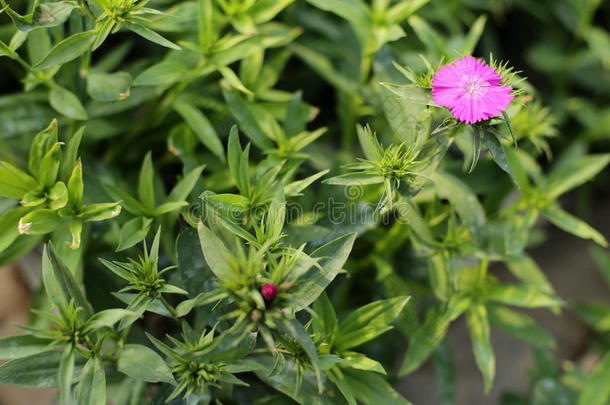 花园里的蝴蝶花植物