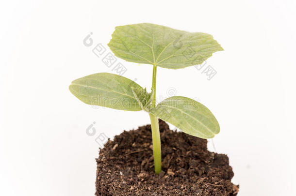 黄瓜宝宝植物在土壤中，根系超过白色