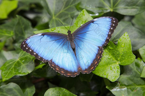 蓝色变形蝴蝶，变形虫