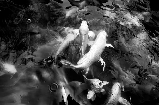 池塘里成群的锦鲤鱼，五颜六色的自然背景，锦鲤象征着好运和好运
