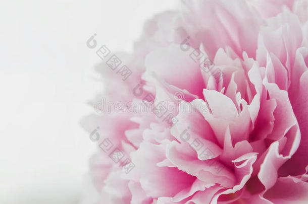 美丽的新鲜粉红色<strong>牡丹</strong>花隔离在白色的背景上。 <strong>牡丹</strong>夏天。 喜欢花。 宏观图像。 地点
