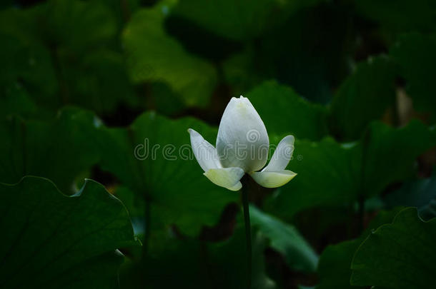 日本京都白莲花芽。