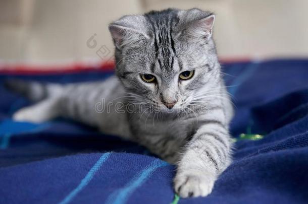 美丽的大猫<strong>仰望</strong>，漂亮的灰色小猫的肖像，小猫<strong>仰望</strong>，嬉戏的猫