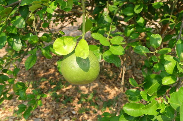 花园柚子中的柚子树