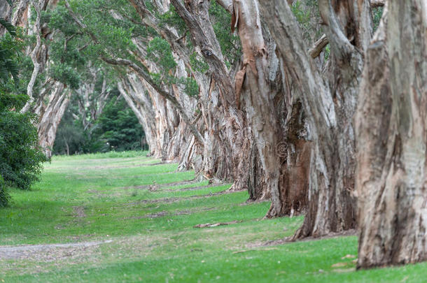澳大利亚悉尼百年公园。 厚厚的常绿茶树