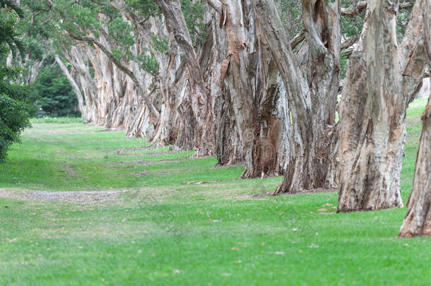 澳大利亚悉尼百年公园。 厚厚的常绿茶树